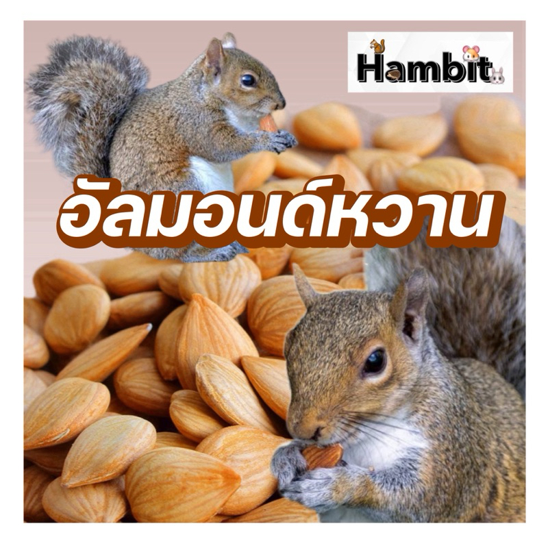 Hambit. อัลมอนด์หวาน สำหรับ สัตว์ฟันแทะ ขนมแฮมเตอร์ กระรอก ชูการ์ อาหารแฮมเตอร์ กระรอก ชูการ์