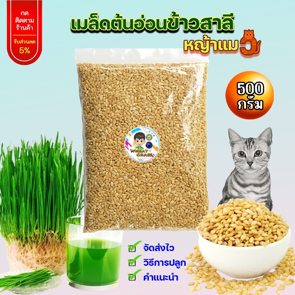 เมล็ดข้าวสาลี ขนาด 500 กรัม เกรดนำเข้า หญ้าแมว อัตราการงอกสูง เมล็ดต้นอ่อนข้าวสาลี Aus Wheat