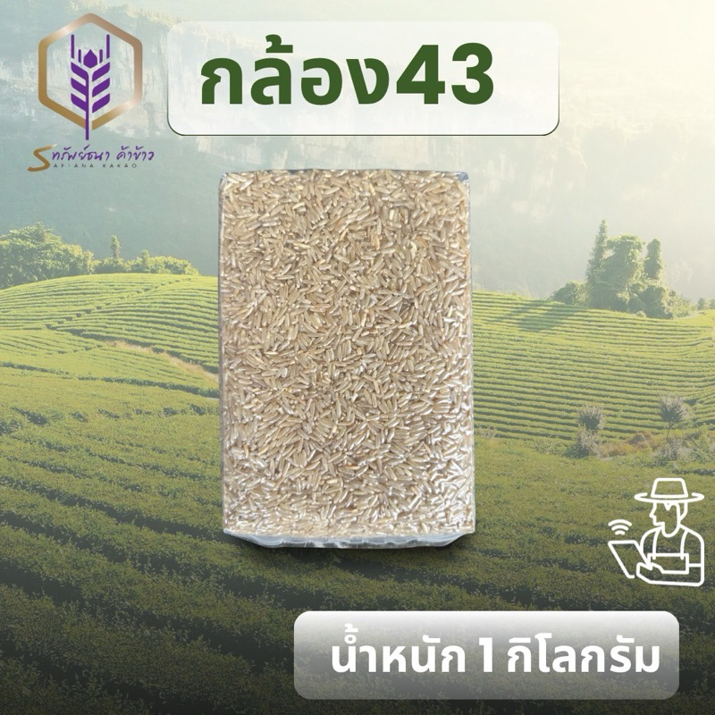 ข้าวกล้องกข43แพคสูญญากาศ 1 กิโลกรัม ตราทรัยพ์ธนา