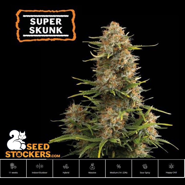 เมล็ด Super Skunk Auto - Seed Stockers