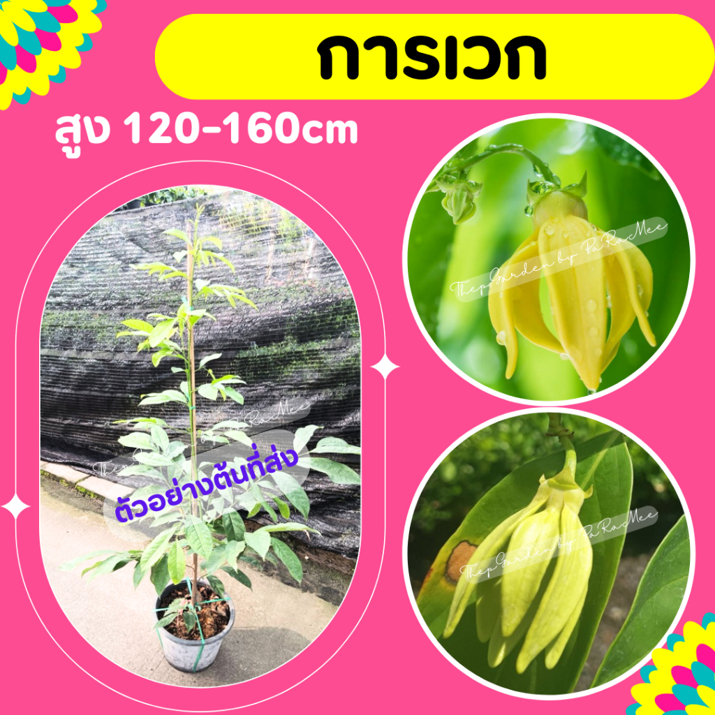 ต้นการเวก #ไม้เลื้อย #การะเวก สูง 100-150 cm.