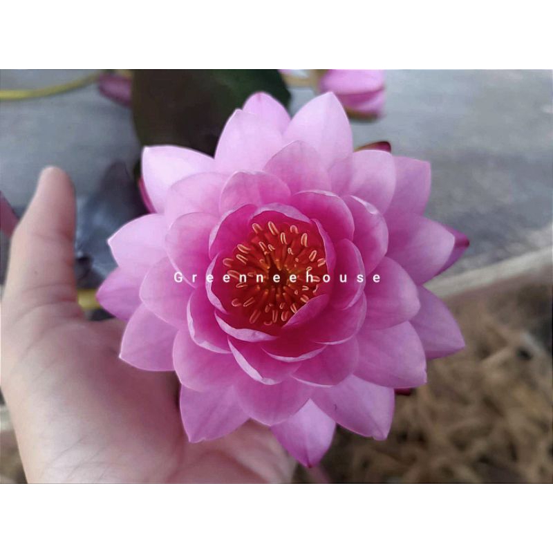 บัวฝรั่งชื่อสยามแองเจิ้ล(new) ดอกกลมและใหญ่สีพูหวานให้ดอกตลอดปีมาแล้วจ้า
