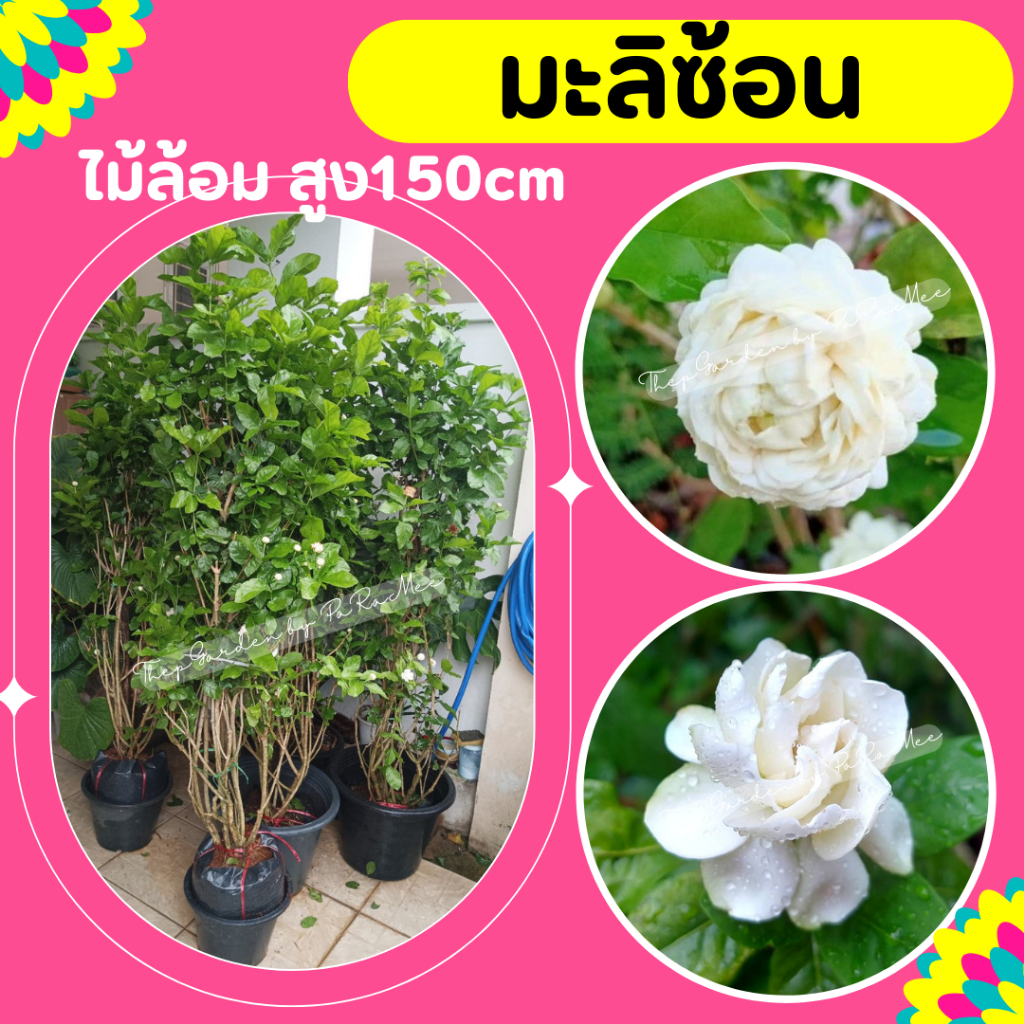 ต้นมะลิ #มะลิซ้อน สูง 120-150cm. ต้นใหญ่ ไม้ล้อม-ไม้ขุด กระถาง15“พุ่มจะใหญ่มาก