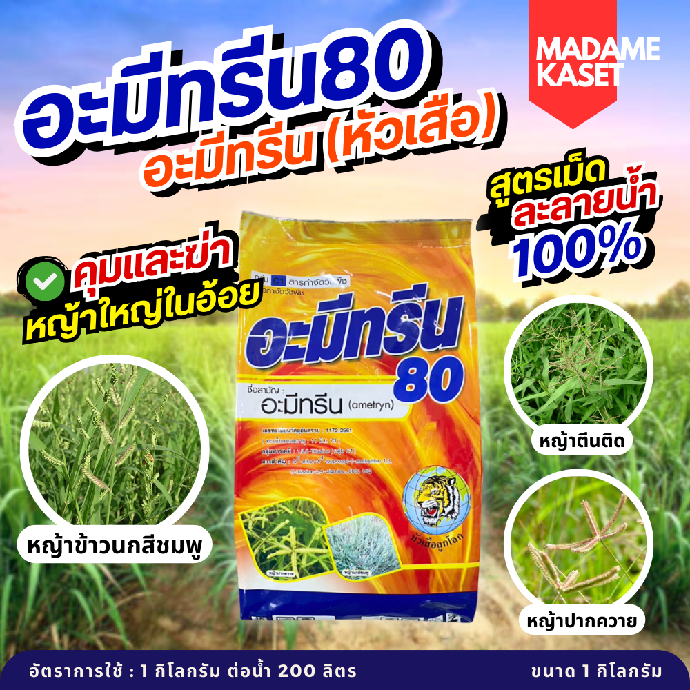 อะมีทรีน80 หัวเสือ เนื้อเกล็ด ละลายน้ำดี ราคาประหยัด ออกฤทธิ์คุมและฆ่าหญ้าใหญ่ในอ้อยที่ตายยากๆ ขนาด 1 กิโลกรัม