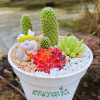 สวนถาด กระบองเพชร แคคตัส cactus garden ชุดจัดสวนถาด อุปกรณ์พร้อมจัดเอง