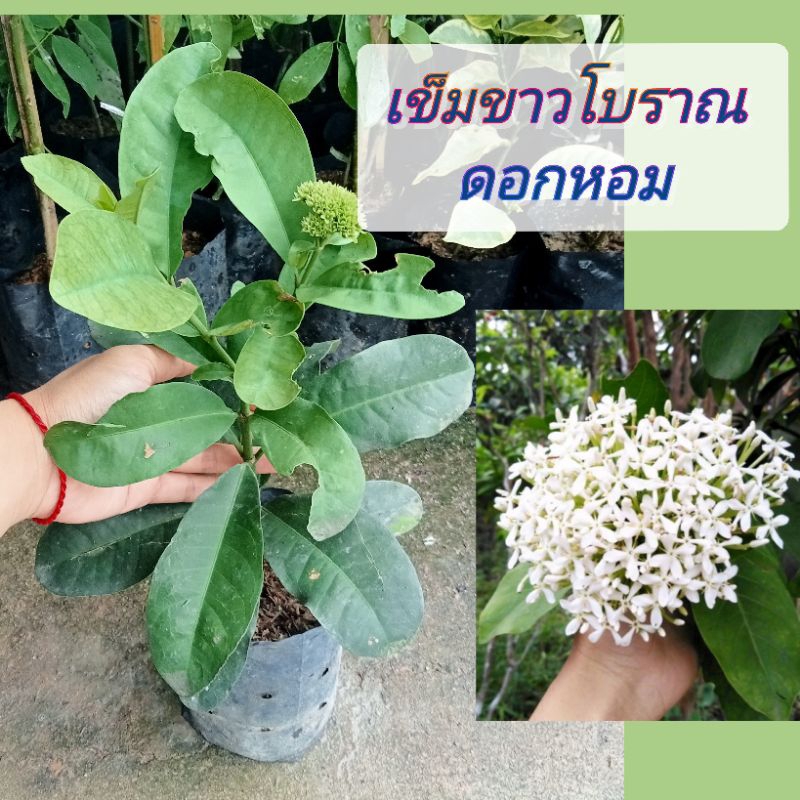 ต้นเข็มขาวโบราณ,เข็มพวงขาวดอกหอม ช่อดอกใหญ่แน่น แบบชำกิ่งสูง40-45ซม.ถุง6นิ้ว