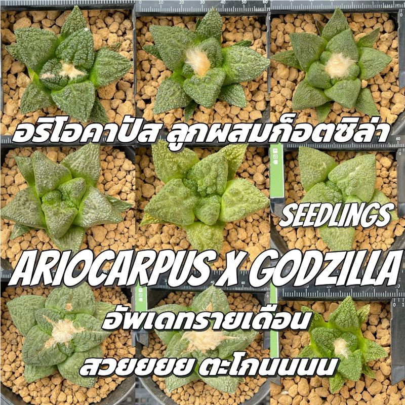 อริโอคาปัส ลูกผสมก็อตซิล่า หน้าสวย ไม้เมล็ด Ariocarpus x GODZILLA ตัวโดด ตัวคัด เกร็ดเด้ง ลึก แคคตัส ไม้สะสม