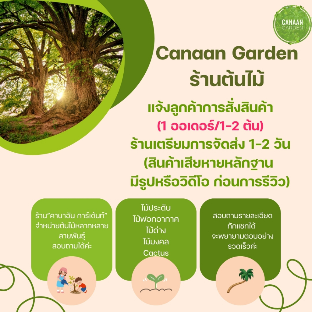 ต้นหมากเหลือง Areca palm ช่วยฟอกอากาศ ส่งแบบถุงดำ(1ออเดอร์สั่งได้1หรือ2ต้นท่านั้น) - รูปที่ 4