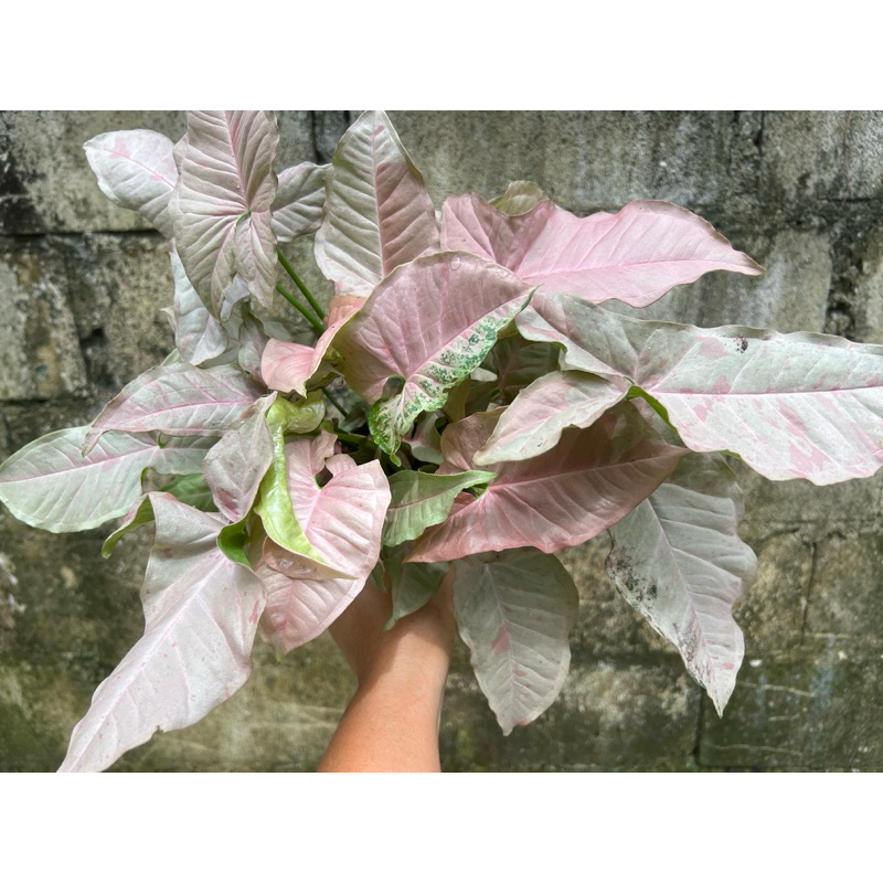 Syngonium Pink Spot เงินไหลมาพิ้งสปอร์ต กอใหญ่ กระถาง 4นิ้ว