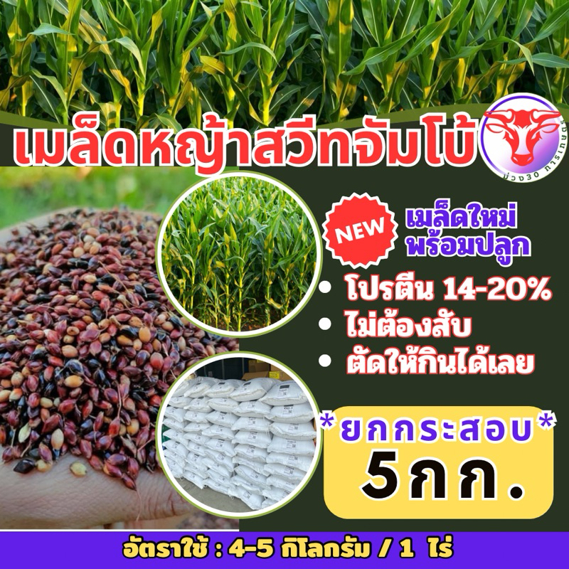 ✅ สวีทจัมโบ้ เมล็ดหญ้าสวีทจัมโบ้ 5 กิโลกรัม #พร้อมปลูก(รับประกันการงอก) หญ้าเลี้ยงสัตว์ พันธ์ุหญ้า  หญ้าเลี้ยงวัว)
