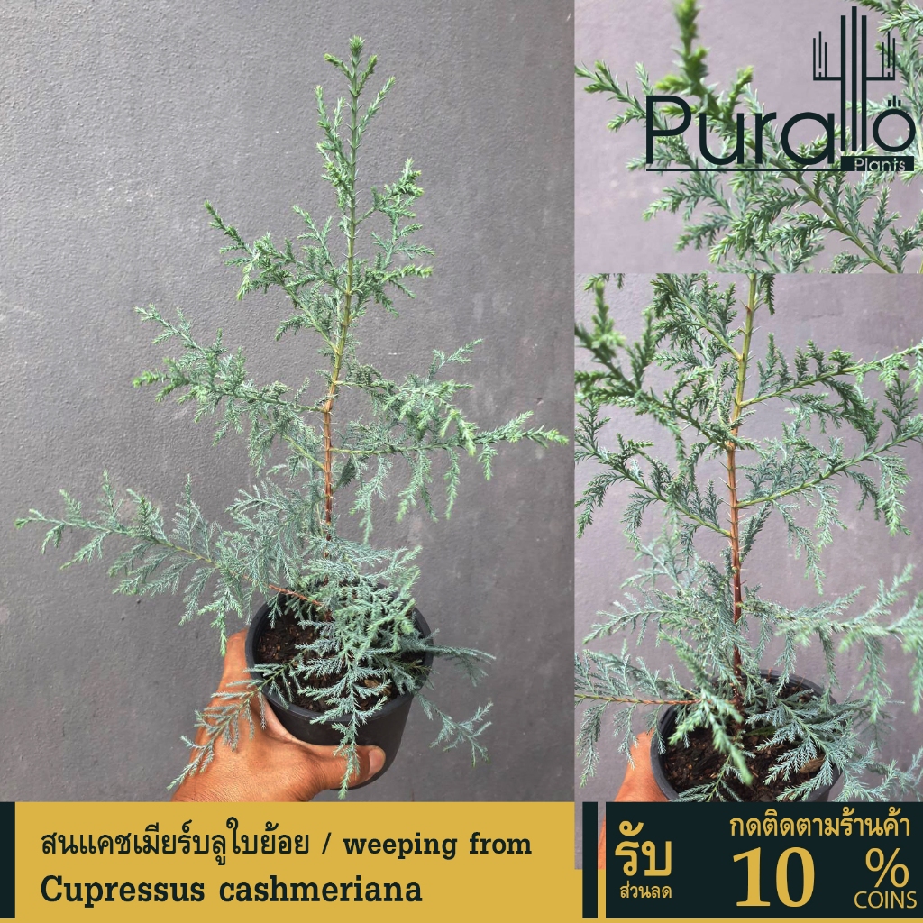 ต้นสน สนแคชเมียร์ บลูใบย้อย Cupressus cashmeriana ,Kashmir Cypress #สนบลูไอซ์ #Cypress #สไตล์อังกฤษ