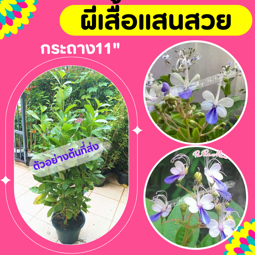 ต้นผีเสื้อแสนสวย กระถาง 11 นิ้ว