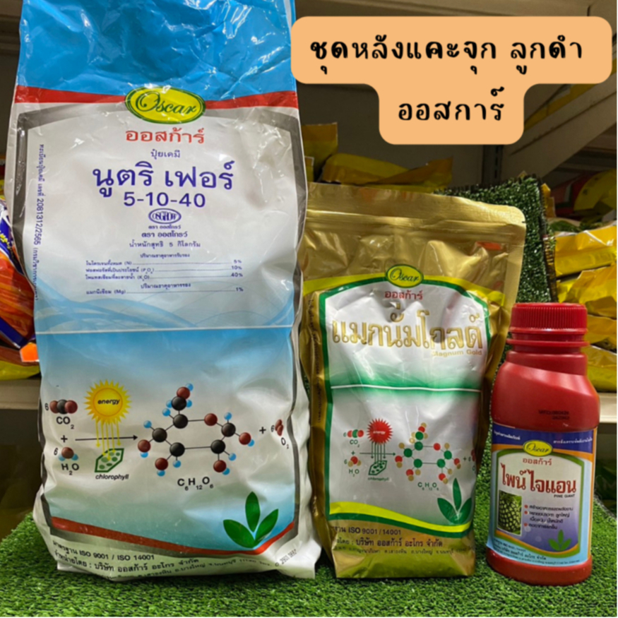 ชุดหลังแคะจุก ลูกดำ สับปะรด ออสก้าร์ (นูตริเฟอร์ 5-10-40+แมกนั่มโกลด์+ไพน์ไจแอน)