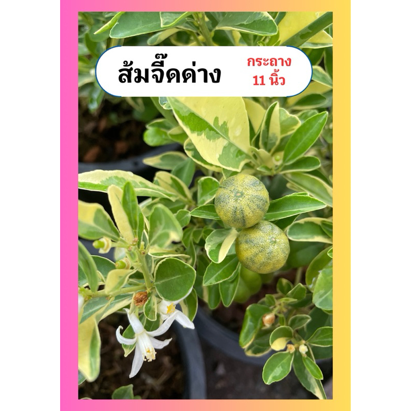 ต้นส้มจี๊ด ส้มจี๊ดด่าง ส้มจี๊ดทอง เสริมฮวงจุ้ย ไม้มงคล ทนแดด กระถาง10นิ้ว