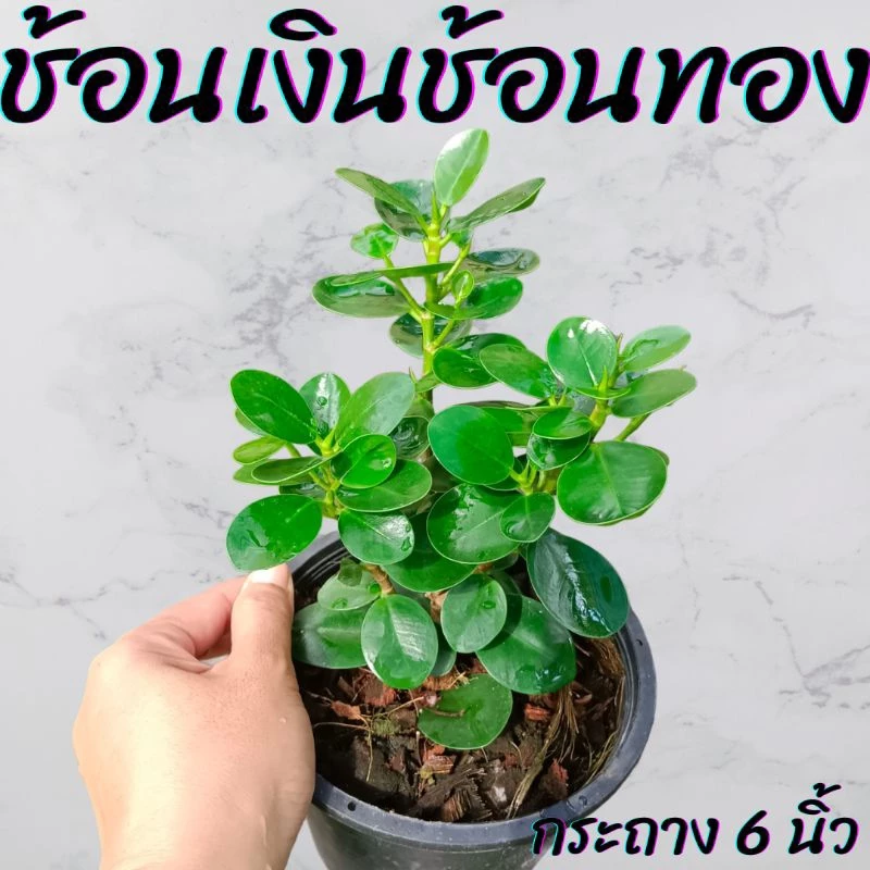 ต้นช้อนเงินช้อนทอง กระถาง 6นิ้ว