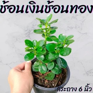ต้นช้อนเงินช้อนทอง กระถาง 6นิ้ว
