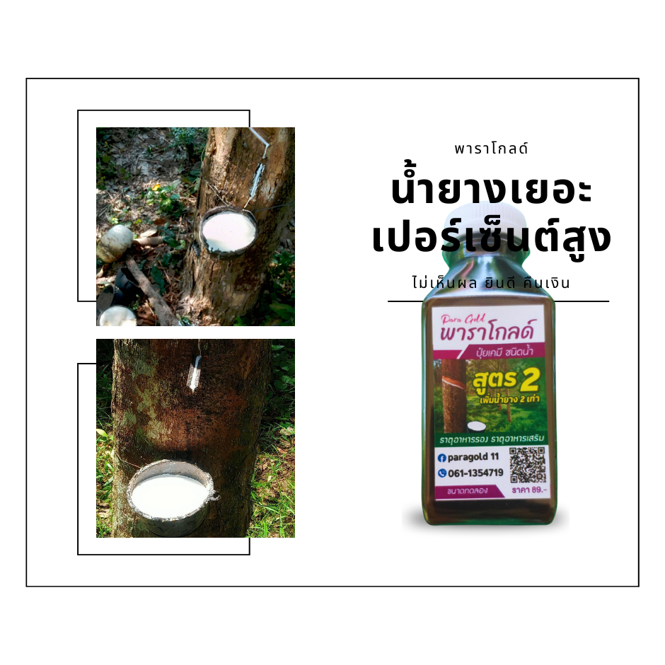 สินค้าทดลอง “พาราโกลด์” สูตร 2 สารทาหน้ายาง สารเพิ่มน้ำยาง สารบำรุงหน้ายาง เพิ่มผลผลิตน้ำยาง ช่วยกระตุ้นการไหลของน้ำยาง