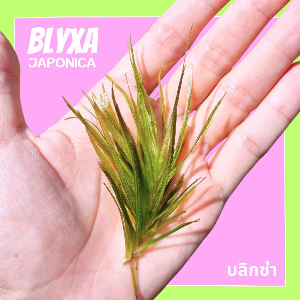 บลิกซ่า ใบน้ำ – BLYXA JAPONICA ต้นไม้น้ำ