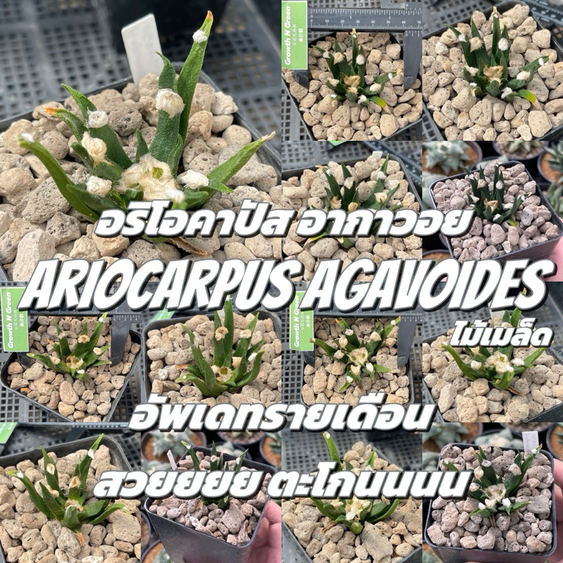 อริโอคาปัส อากาวอย Ariocarpus agavoides ต้นใหญ่ ไซต์ให้ดอก ไม้เมล็ด ใบอ้วน สวย พร้อมทำดอก
