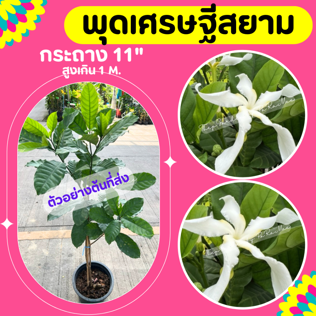 ต้นพุดเศรษฐีสยาม #พุดเศรษฐีสยาม #กระถาง11" สูง 100-140 cm.