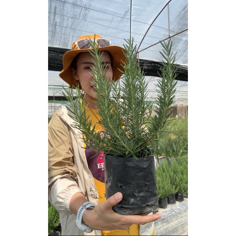 โรสแมรี่ถุง 4*8 นิ้ว