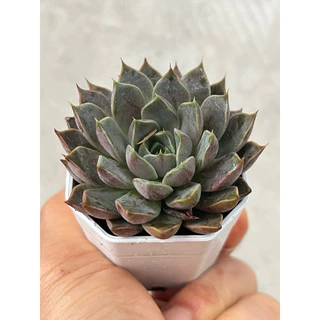 Echeveria Roman กุหลาบหิน ไม้อวบน้ำ จัดสวนถาด ขนาด 2 นิ้ว