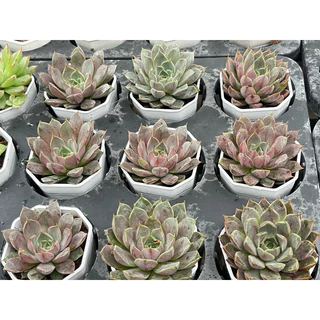 Echeveria Roman กุหลาบหิน ไม้อวบน้ำ จัดสวนถาด ขนาด 2 นิ้ว