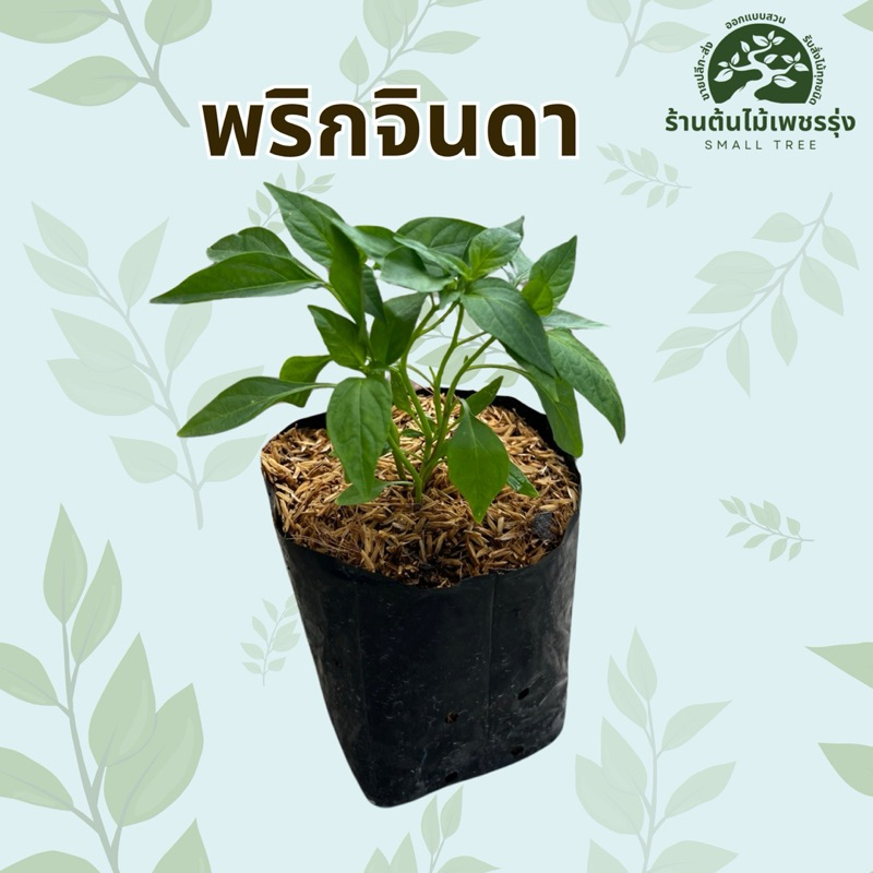 ต้นพริกจินดาแดง 🪴 ต้นกล้าแข็งแรงพร้อมปลูก ผักสวนครัว ให้ผลผลิตเร็ว 🚚 การขนส่งเสียหายทางร้านเปลี่ยนสิ้นค้าให้ใหม่
