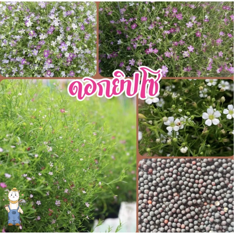 ยิปโซ สีขาว ถูกที่สุด10บ. เมล็ดพันธุ์ดอกยิปโซ 100 เมล็ด gypsophila ปลูกง่าย ขึ้นไว พุ่มสวยน่ารัก