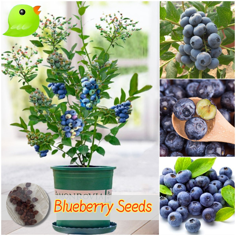เมล็ดพันธุ์ บลูเบอร์รี่ ต้นบลูเบอร์รี่ บรรจุ 20 เมล็ด Blueberry Seeds Fruit Seeds for Planting
