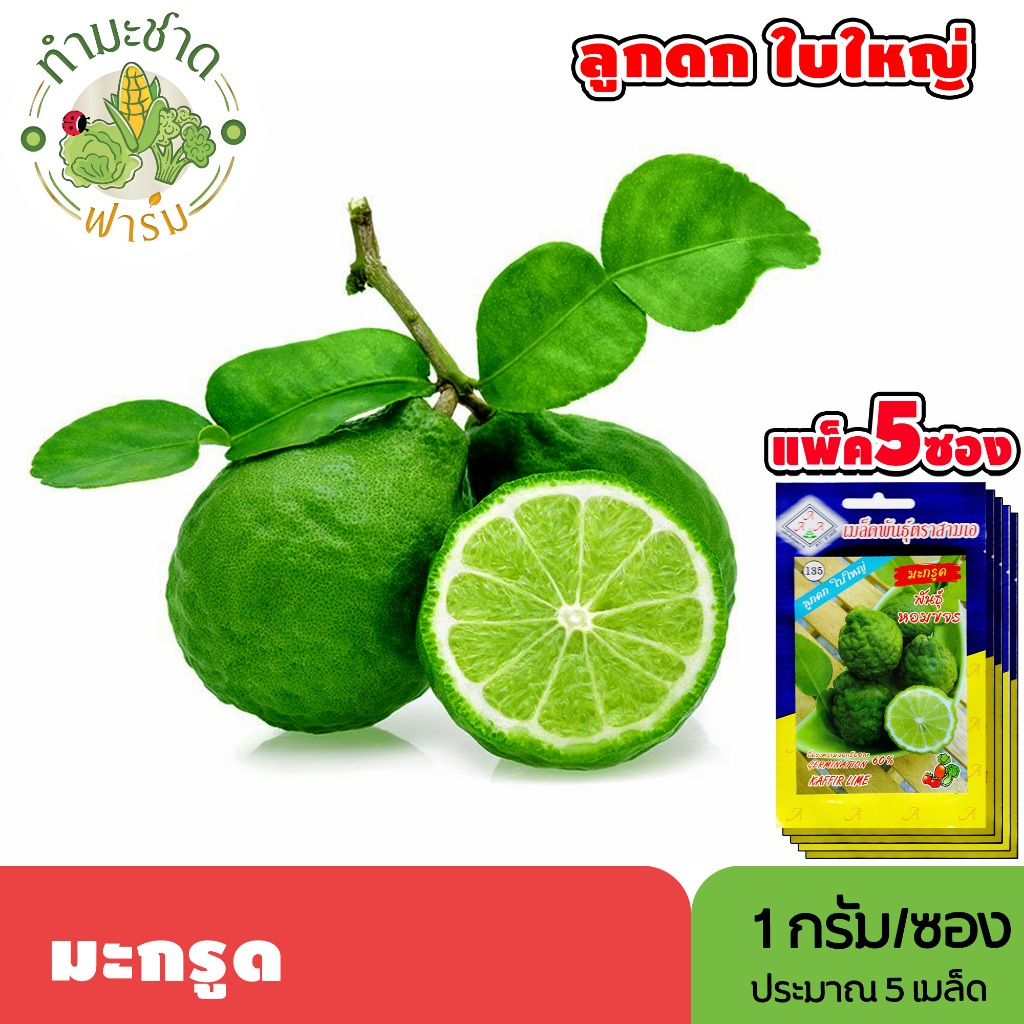 [แพ็ค 5 ซอง] 3A เมล็ดพันธุ์ มะกรูด ขนาดซองละ1กรัม ประมาณ5เมล็ด/ซอง KAFFIR LIME Bergamot มะขูด ส้มกรูด เมล็ดพันธุ์พืช