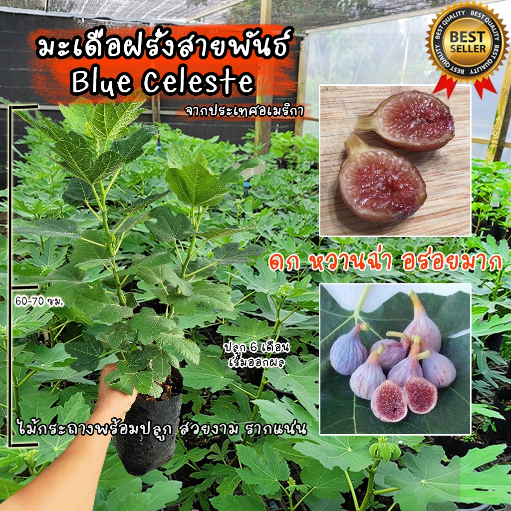 มะเดื่อฝรั่ง สายพันธ์ Blue Celeste สายพันธ์จากประเทศอเมริกา ต้นสวยงาม แข็งแรง รากแน่น พร้อมปลูก!!