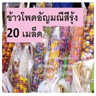 ข้าวโพดพื้นบ้าน สวนแทนใจไร่ดอกเหงื่อ เมล็ดพันธุ์ปลูกต่อได้