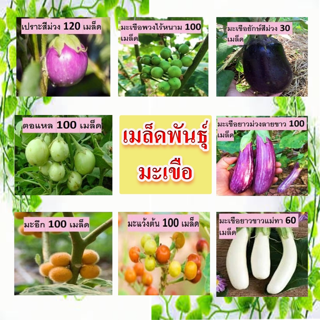 มะเขือพื้นบ้าน สวนแทนใจไร่ดอกเหงื่อ เมล็ดพันธุ์ ปลูกต่อได้