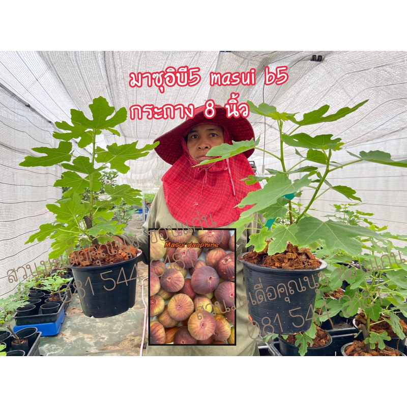 ต้นมะเดื่อฝรั่ง มาซุอิบี5 แข็งแรงพร้อมลงปลูก/masui b5 figs tree 8”potted