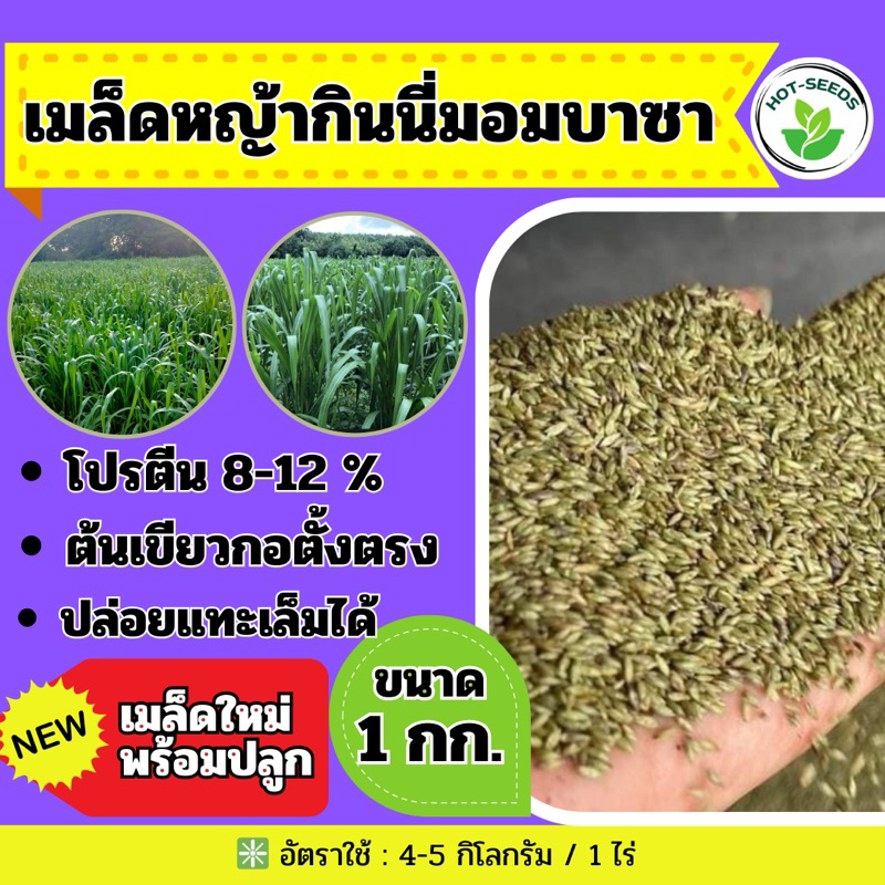 ✅ กินนี กินนี่มอมบาซา เมล็ดกินนีมอมบาซา 1 kg. (คัดเกรดA#พร้อมปลูก)