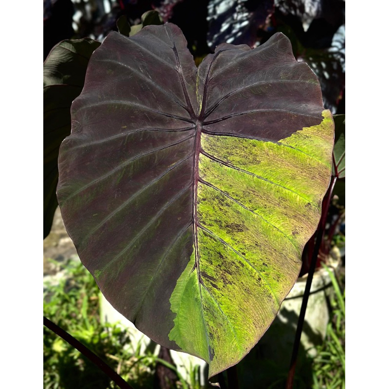 โคโลคาเซียบูชิโด(Colocasia Bushido)ไม้ฟอกอากาศ ไม้มงคล ไม้แต่งสวน ราคาถูกสุดๆ ไม้ด่าง ไม้หายาก