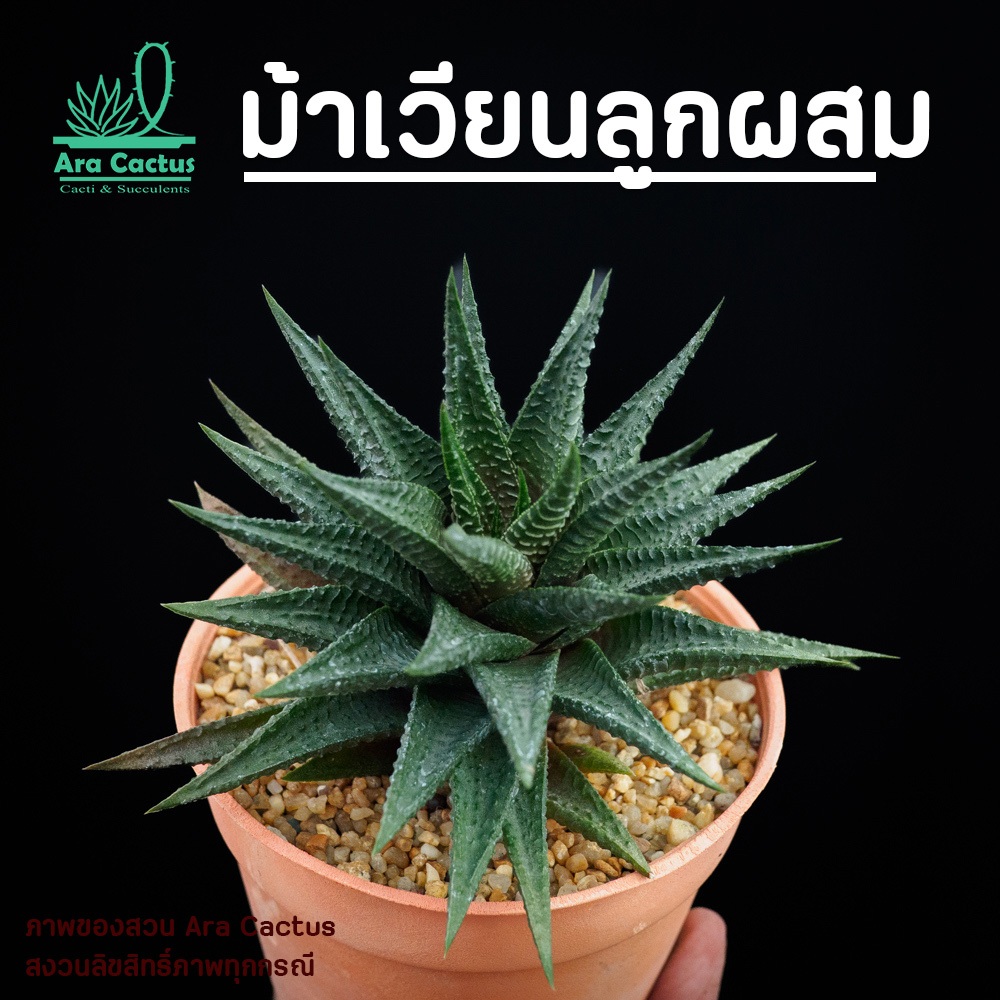 ขายโล๊ะ! ต้นใหญ่หมดแล้วหมดเลย ฮาโวเทียม้าเวียนลูกผสมใบตั้ง ไซส์กระถาง 4 นิ้ว ต้นไม้ประดับ ไม้อวบน้ำ แคคตัส ไม้ฟอกอากาศ