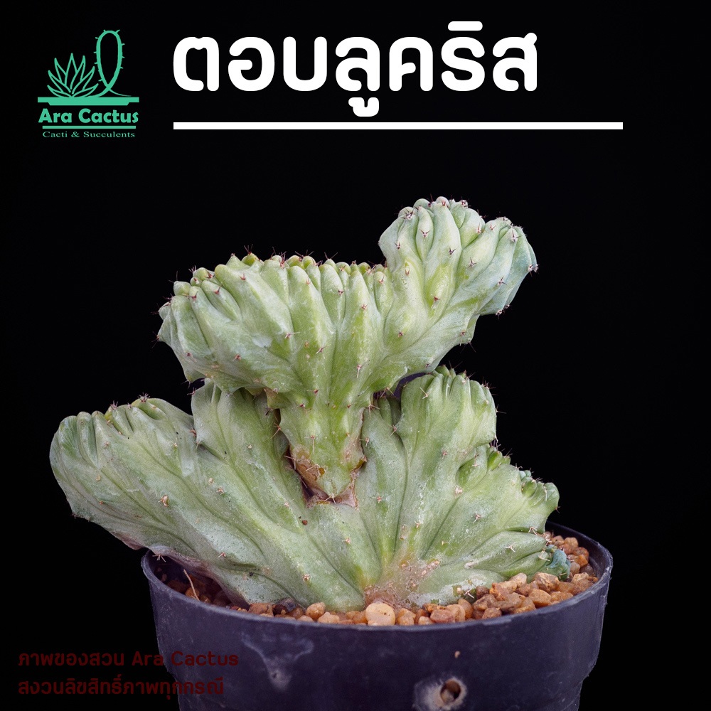 สวนขายเอง! ตอบลูคริส Myrtillocactus geometrizans ไซส์กระถาง 3 นิ้ว แคคตัส กระบองเพชร ต้นไม้ประดับ อวบน้ำ แคนตัส