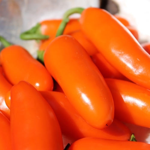 เมล็ด พริกจาราปิโน่ สีส้ม - Orange Spice Jalapeno Pepper