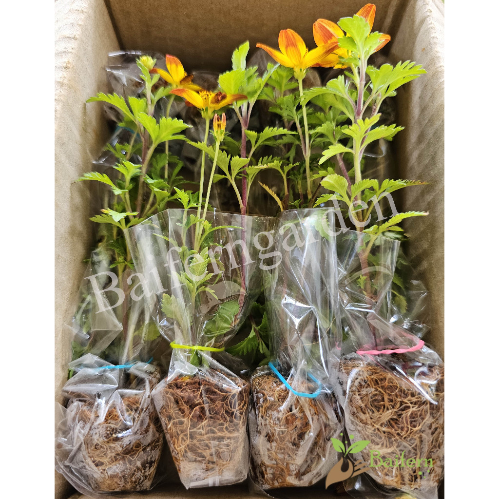 ต้นกล้าดอกไบเด้นส์บีซาร์ (Bidens Beezar) ดอกไม้กินได้ ต้นกล้าพร้อมส่ง ต้นแข็งแรงรากเยอะพร้อมปลูก ราคา ถูกที่สุด ดีลบีเคเค แกลเลอรีภาพที่ 2