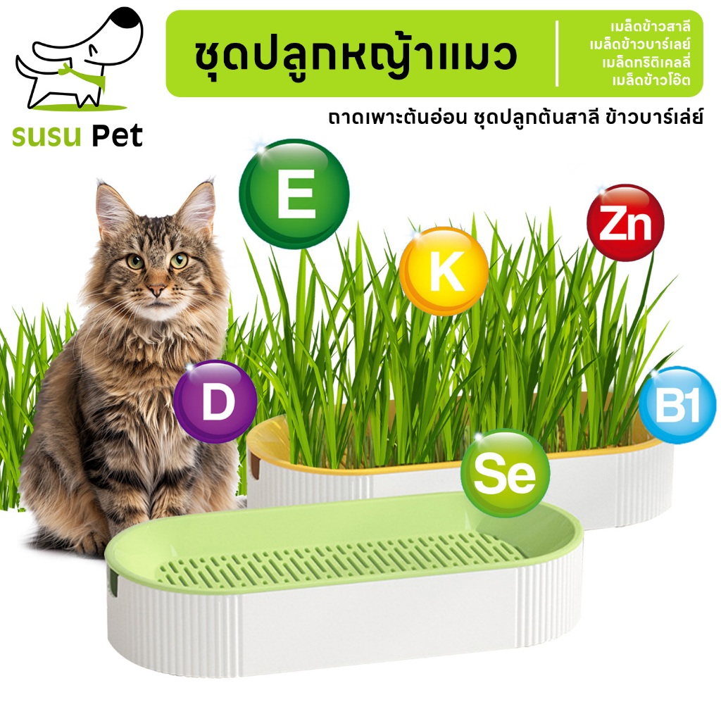 susupet ชุดปลูกหญ้าแมว หญ้าแมว เมล็ดข้าวสาลี ถาดเพาะต้นอ่อน ชุดปลูกต้นสาลี ข้าวบาร์เล่ย์