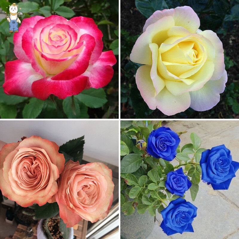 ปลูกง่าย ปลูกได้ทั่วไทย บอนสี 100 เมล็ด เมล็ดบอนสี  บอนสีหายาก ต้นไม้ประดับ ไม้ประดับ Colorful Rainbow Rose Flower Seeds - รูปที่ 3