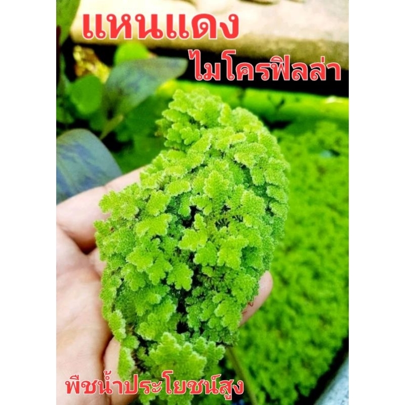 แหนแดง ไมโครฟิลล่า แหนที่มีธาตุไนโตรเจนสูง – โปรปัง