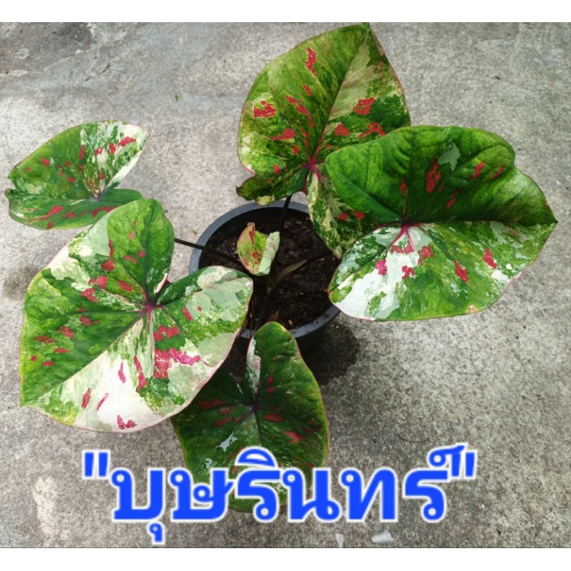 บุษรินทร์บอนสี เป็นบอนสีด่างพื้นเขียวด่างขาว ส่งกระถาง3-4นิ้ว