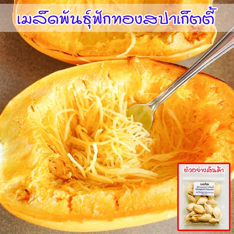 เมล็ดพันธุ์ฟักทองสปาเก็ตตี้ 3-7 เมล็ด โตไว ปลูกต่อได้ (ซื้อ 10 แถม 1 คละได้)