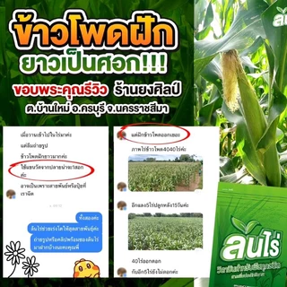 ล้นไร่” ซองเดียวครบ จบทุกปัญหา ประหยัดปุ๋ยได้ถึง 50% เพิ่มกำไร