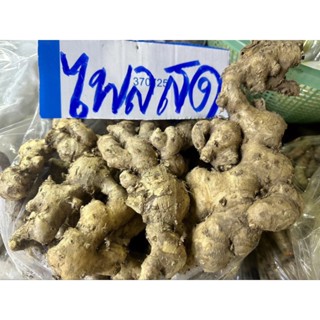 ไพลสด หัวไพลสด แบบคละหัว 1000กรัม