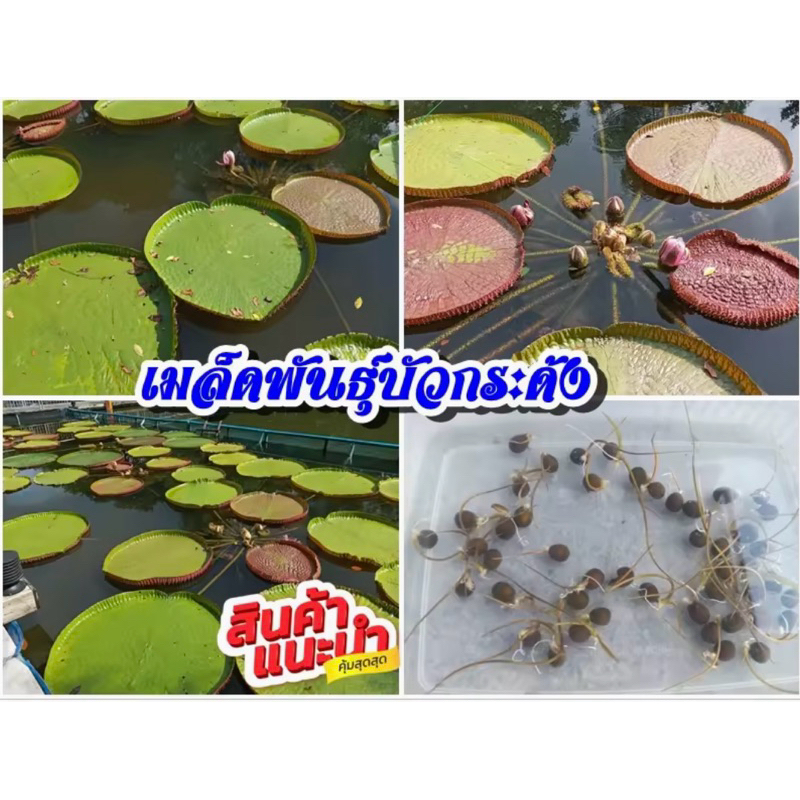 เมล็ดบัวกระด้งชุดละ100บาท1ชุดมี 10 เมล็ด