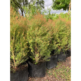 สนหอม🌲สนหอมไล่ยุง🦟สนแอฟฟริกา ความสูง 60-70ซมในกระถาง 8 นิ้ว ไม้แดดเลี้ยงง่าย🪴 ราคาถูกสุด ฟอร์มใหญ่มากๆ 🎁แพคดีส่งไว